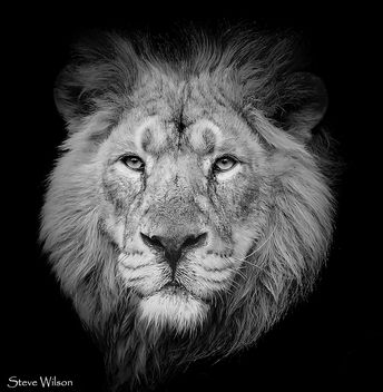 Face to Face in Black and White - Free image #294989